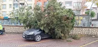 Ağaç Otomobilin Üzerine Devrildi