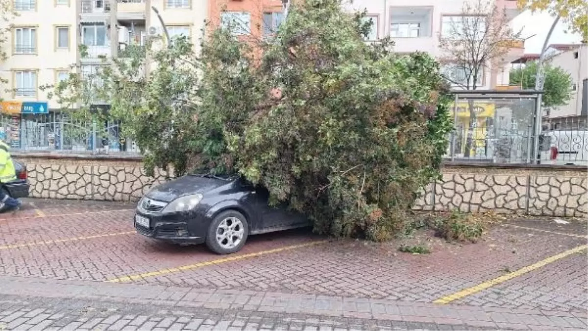 Ağaç Otomobilin Üzerine Devrildi