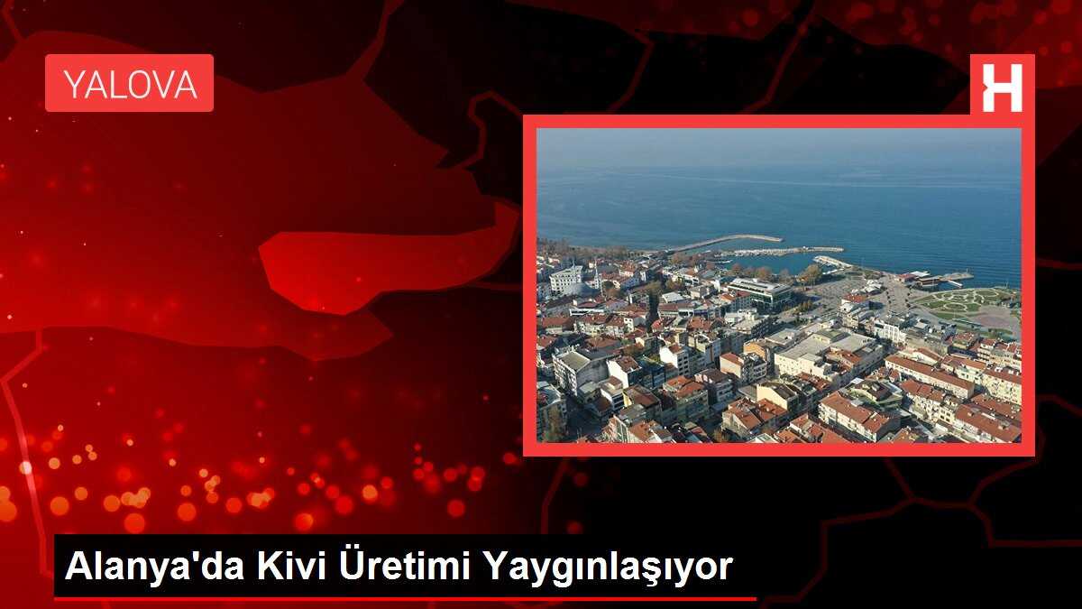 Alanya'da Kivi Üretimi Yaygınlaşıyor
