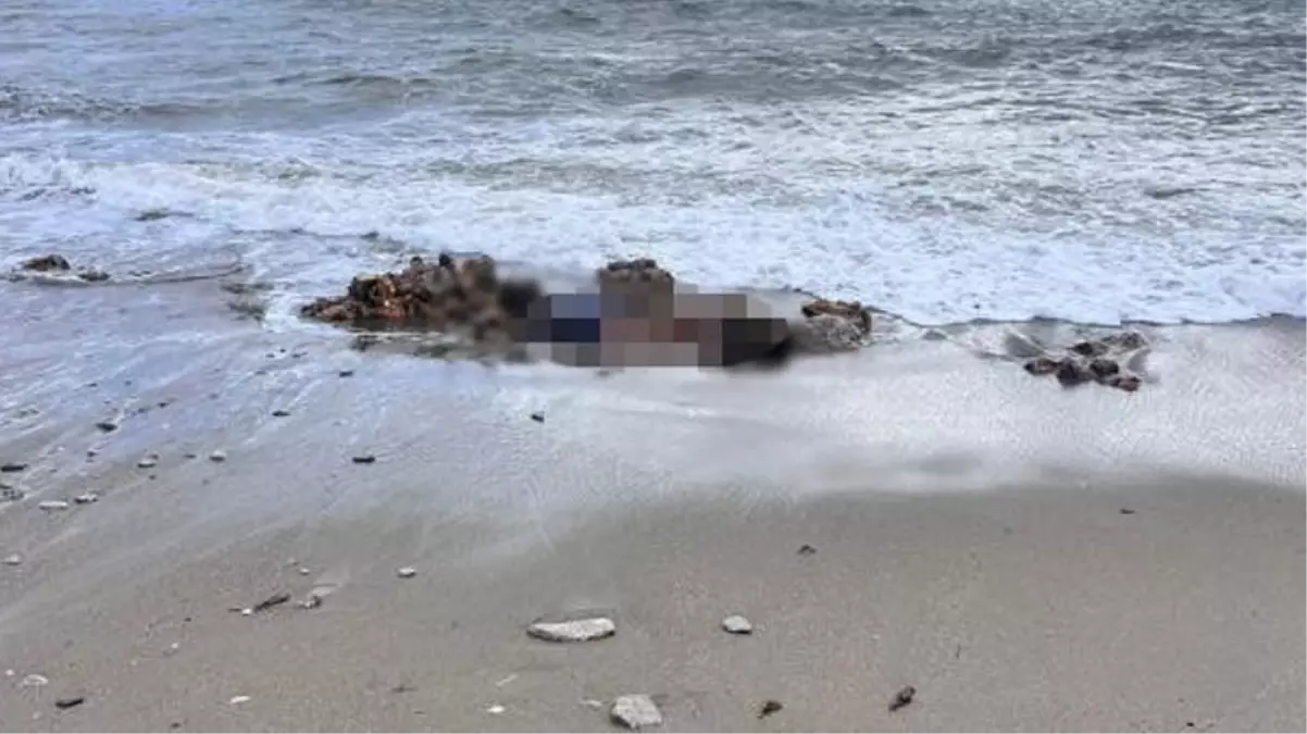 Bodrum'da sahilde düzensiz göçmenlere ait 2 ceset bulundu