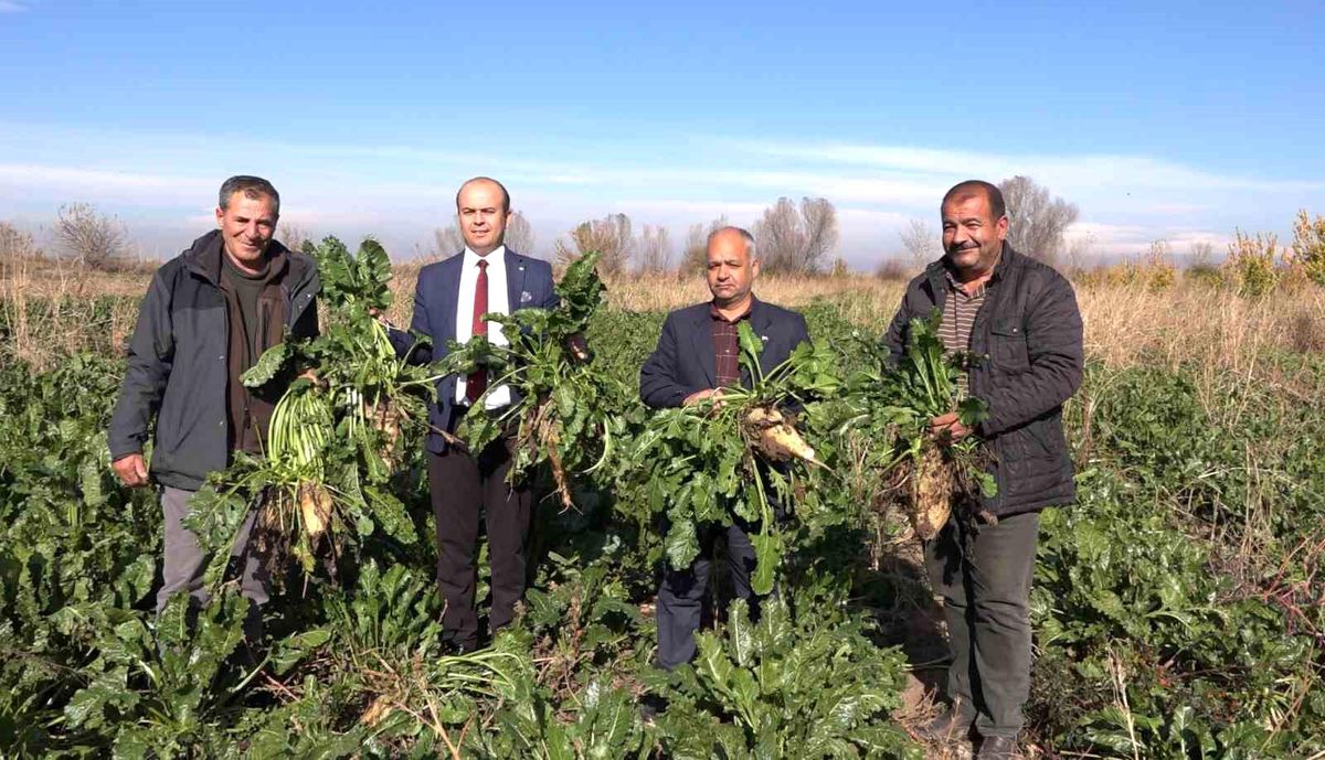 Iğdır'da Şeker Pancarı Üretimi Yeniden Artıyor