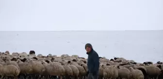 Kars'ta Kar Yağışıyla Zor Anlar Yaşayan Besiciler