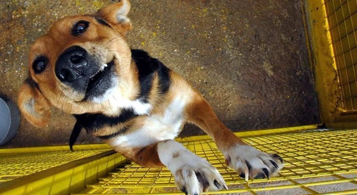 Köpekler üşür mü? Köpeklerin üşüdüğü nasıl anlaşılır?