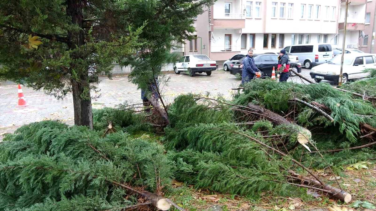 Tavşanlı'da Şiddetli Rüzgar Sonucu Yaya Yoluna Ağaç Devrildi