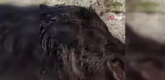 Bahçesine zarar veren dev domuzu öldüren genç