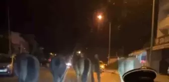Bursa'da Başıboş Atlar Cadde Üzerinde İlerledi