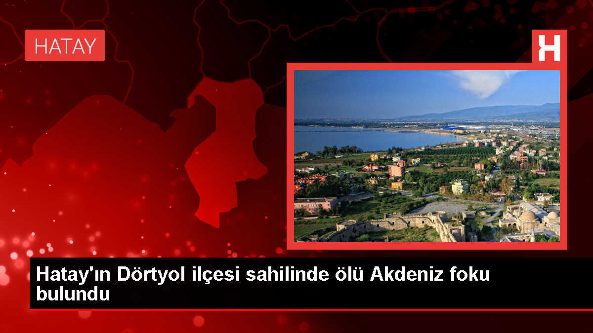 Hatay'ın Dörtyol ilçesinde ölü fok balığı bulundu