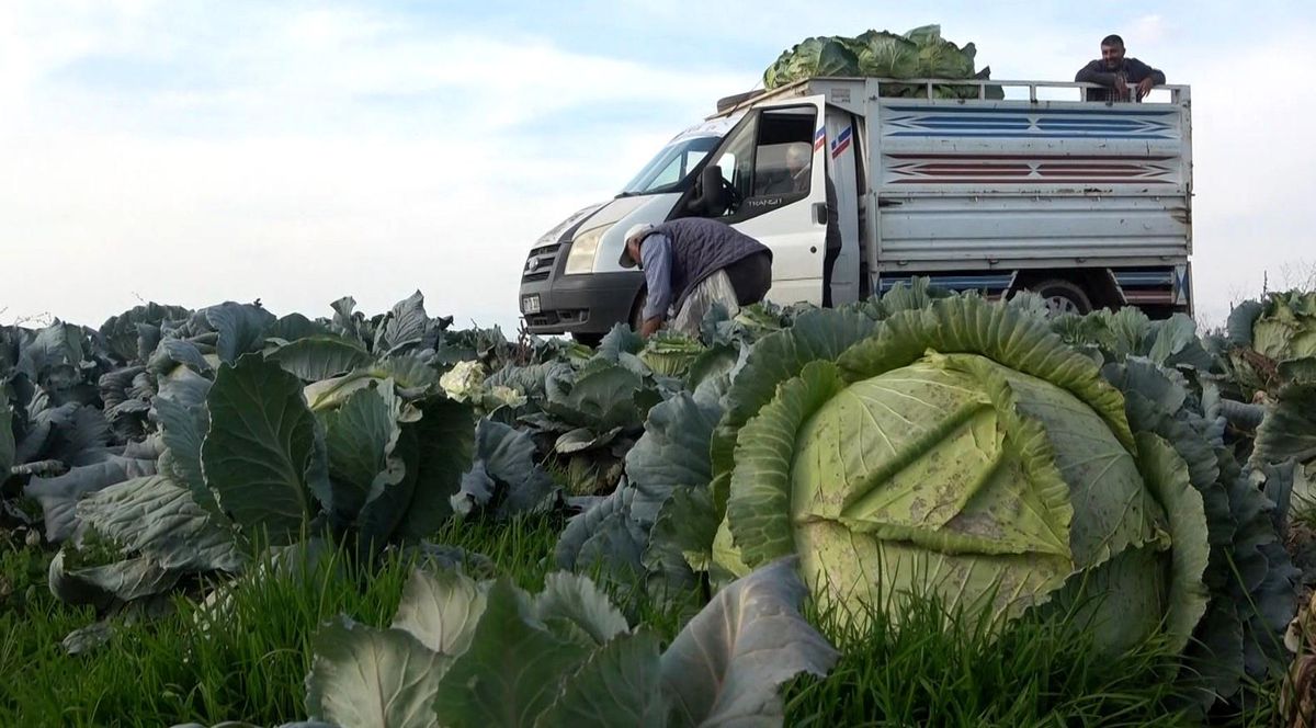 Muş Ovası'ndaki Lahananın Hasadı Devam Ediyor