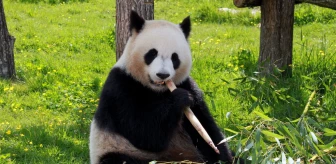 Pandalar hangi ülkede yaşıyor? Pandalar kaç saat uyuyor?