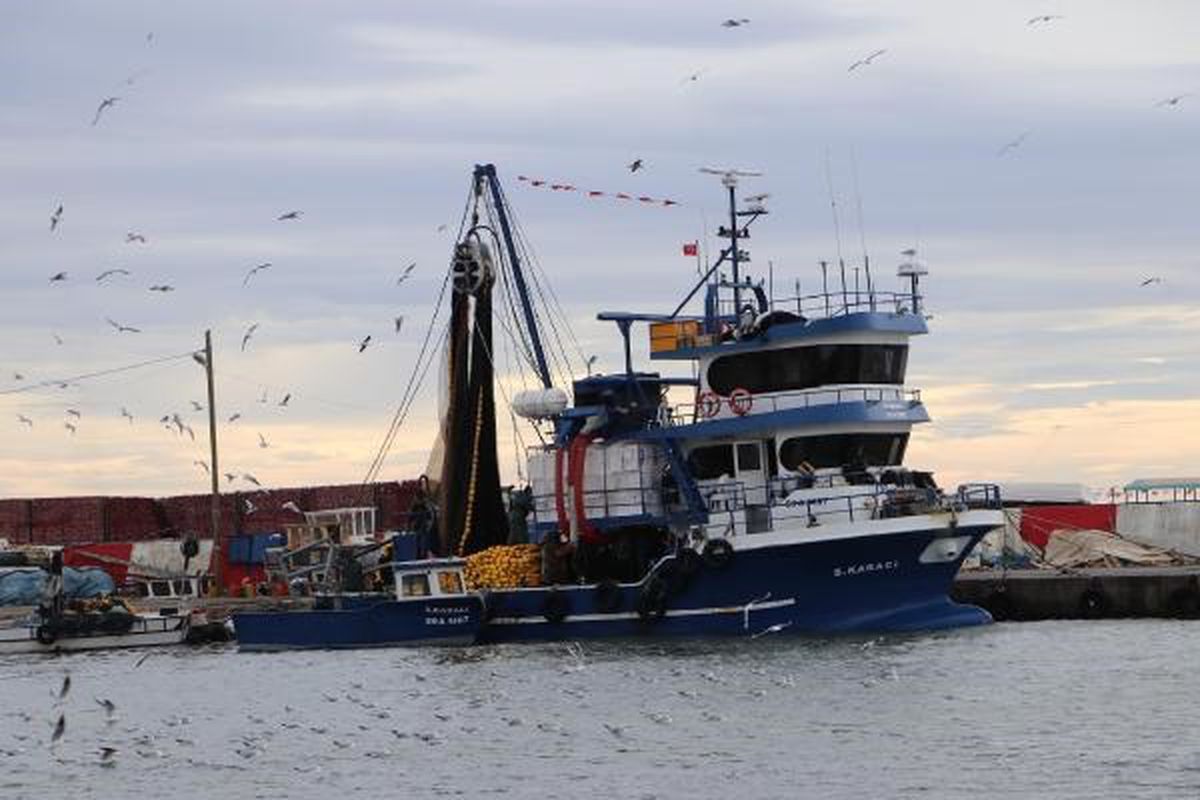 Tekirdağlı Balıkçılar Marmara Denizi'nde 12 Ton Kolyoz Yakaladı