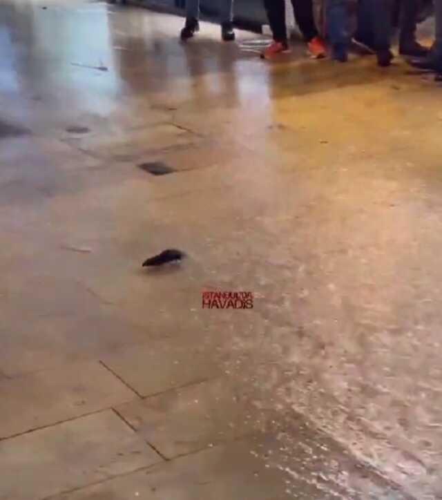 Fareli Kapalıçarşı! Rögar taştı, esnaf elinde çekpasla dolaştı Fareli Kapalıçarşı! Rögar taştı, esnaf elinde çekpasla dolaştı