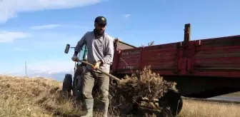 Bitlis'te Vatandaşlar Geven Bitkisi Topluyor