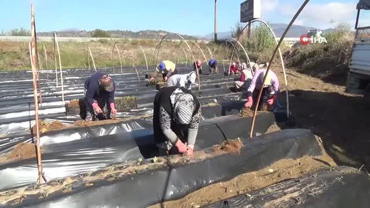 Aydın'da Kış Çileği Üretimi Yaygınlaşıyor