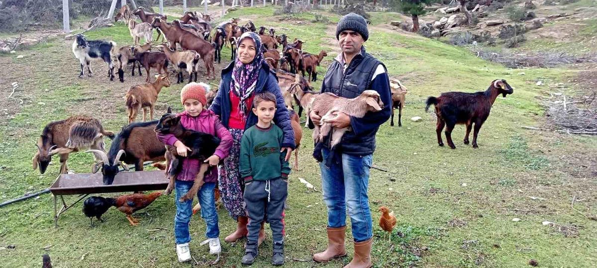Çine'de Keçicilik Projesi Başladı