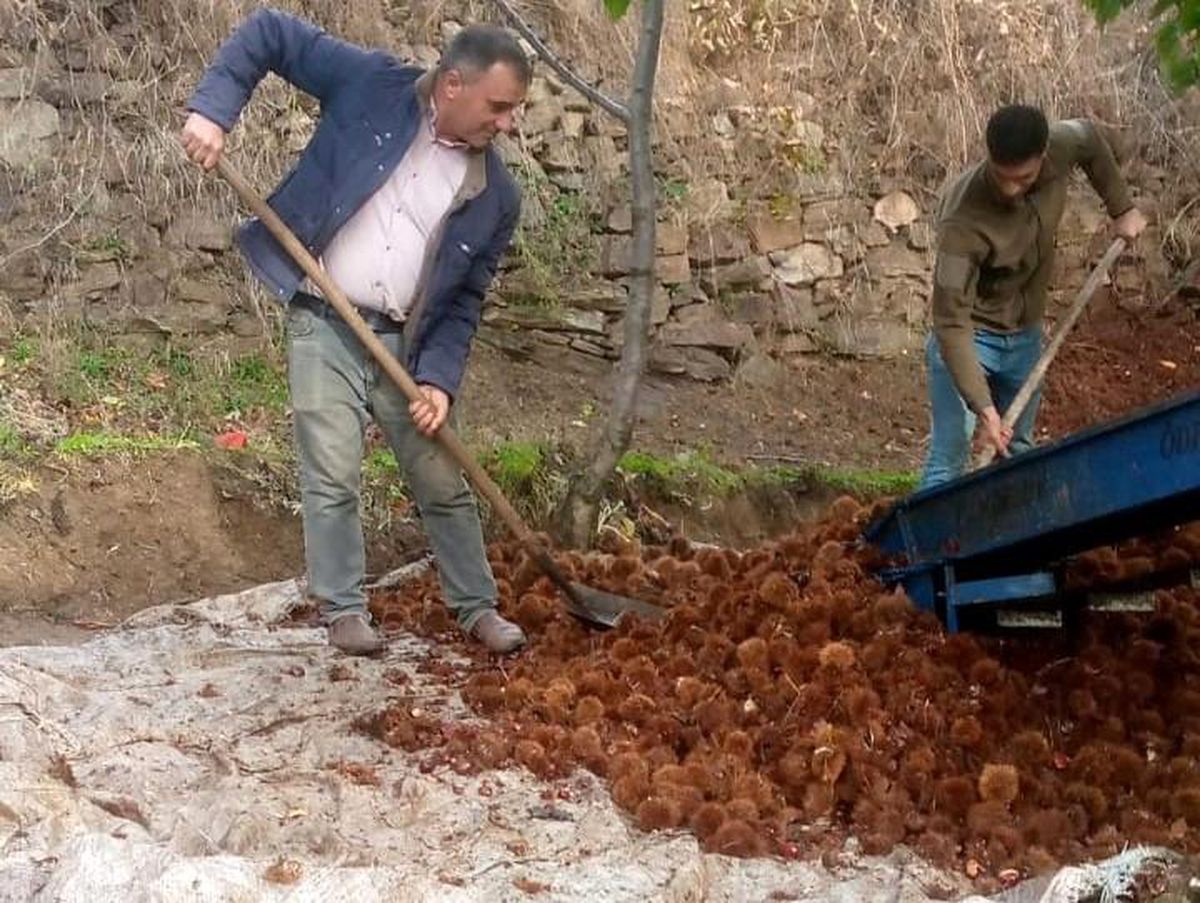 Manisa'da Kestane Hasadı Başladı