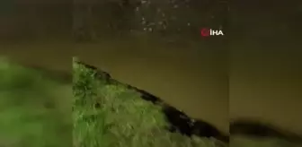 Sürüklenen su samurları Gönen Çayı'na koştu