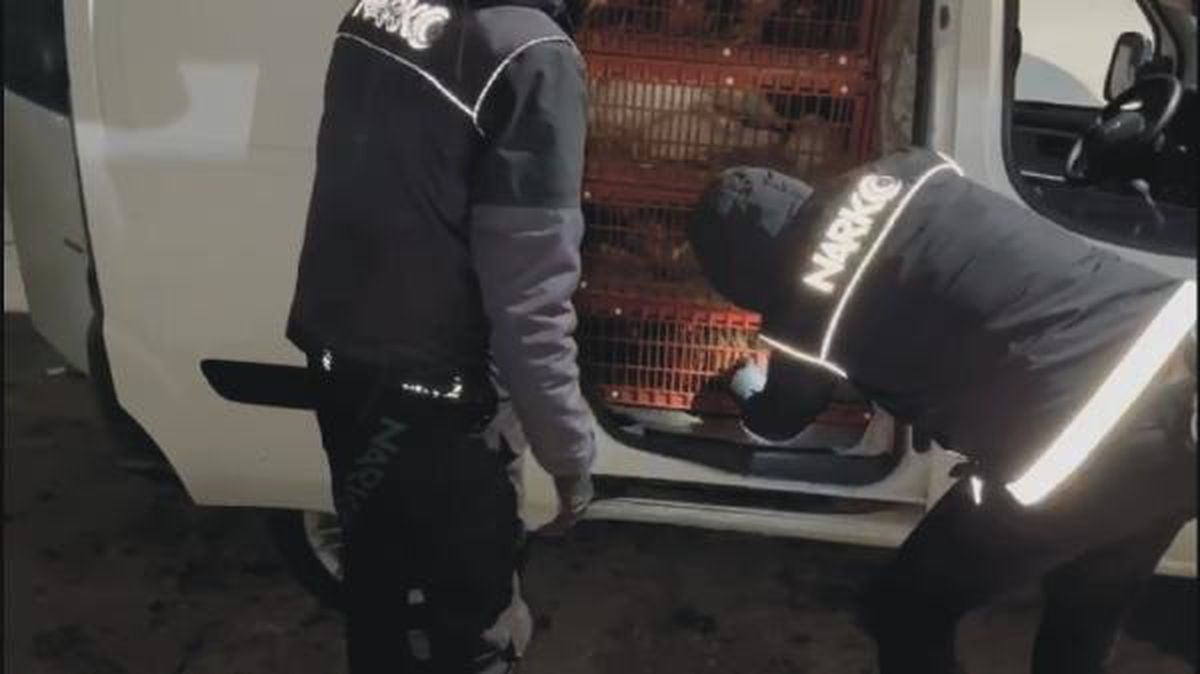 Osmaniye'de Canlı Tavuk Taşıyan Araçta Skunk Ele Geçirildi