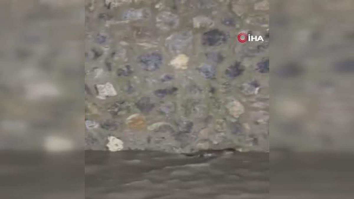 Nesli tükenmekte olan su samurları Abant Gölü'nde görüntülendi