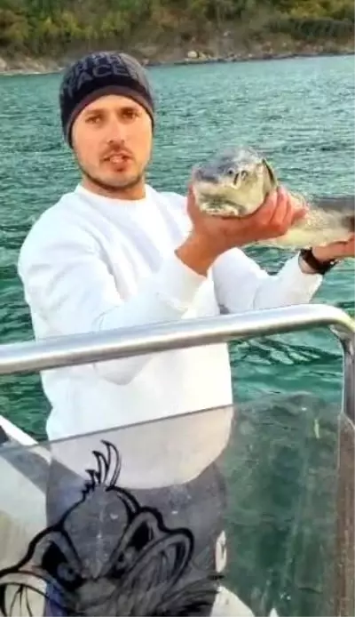 Bartın'da Sibirya Mersin Balığı Yakalandı Bartın'da Sibirya Mersin Balığı Yakalandı