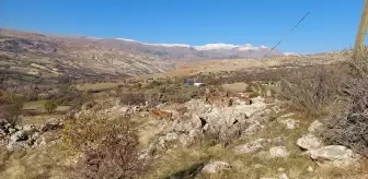 Tunceli'de koruma altındaki yaban keçileri yerleşim yerinde görüntülendi