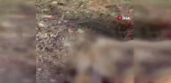 Afyonkarahisar'da infial yaratan köpek katliamı