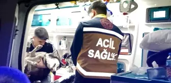 Artvin'de çıkan yangında köpeğe sağlık çalışanları müdahale etti