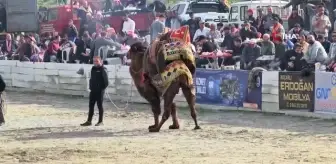Ege'de Deve Güreşi Heyecanı Başladı
