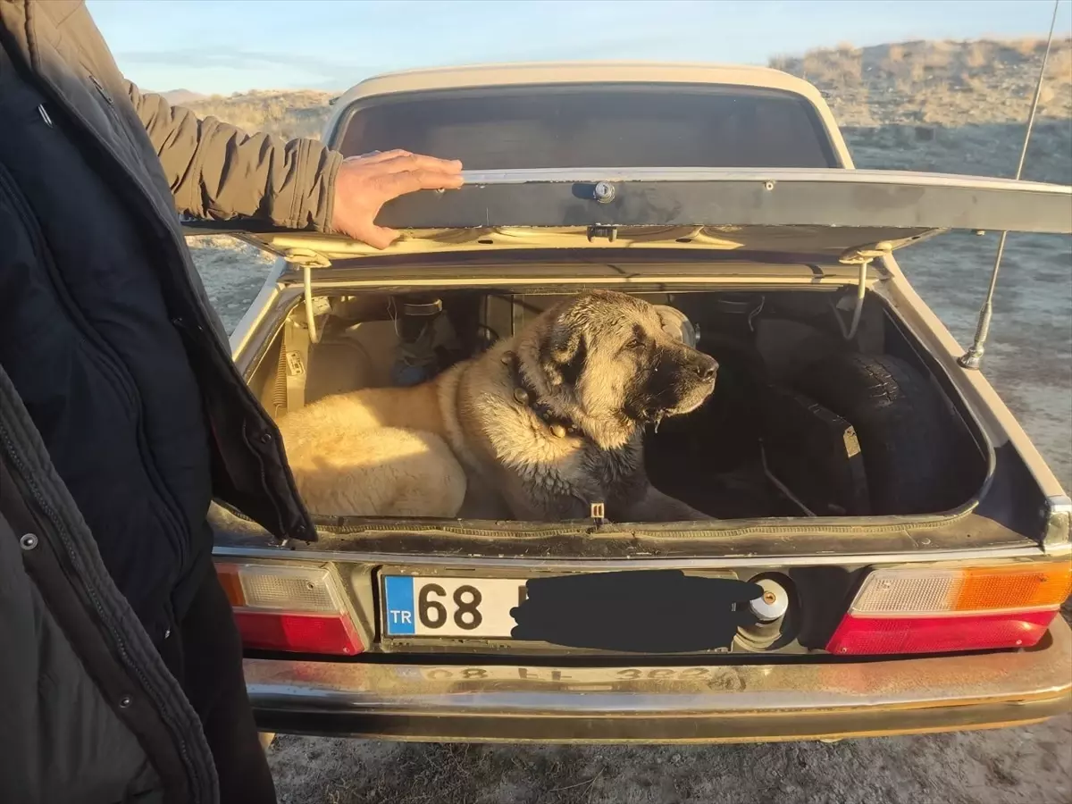 Kayseri'de köpek dövüşü operasyonu: 37 kişi suçüstü yakalandı