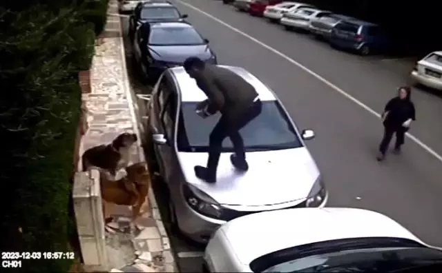 Ataşehir'de Başıboş Sokak Köpekleri Vatandaşlara Saldırdı Ataşehir'de Başıboş Sokak Köpekleri Vatandaşlara Saldırdı