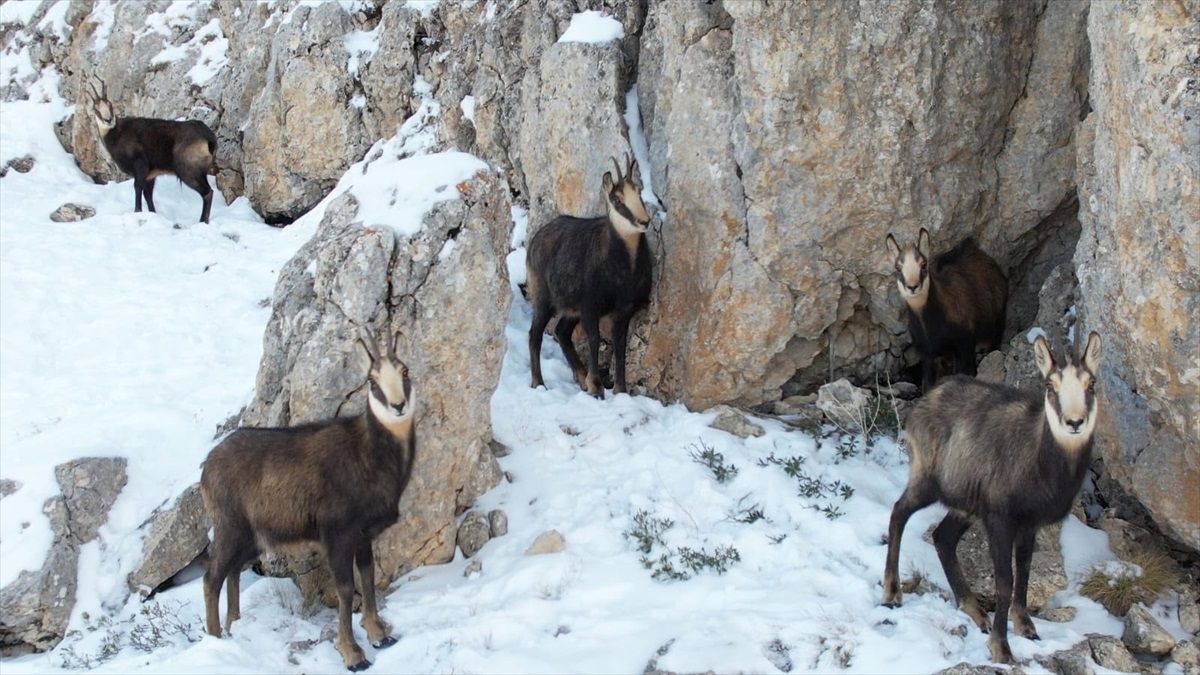 Erzincan'da Dronla Görüntülenen Dağ Keçileri
