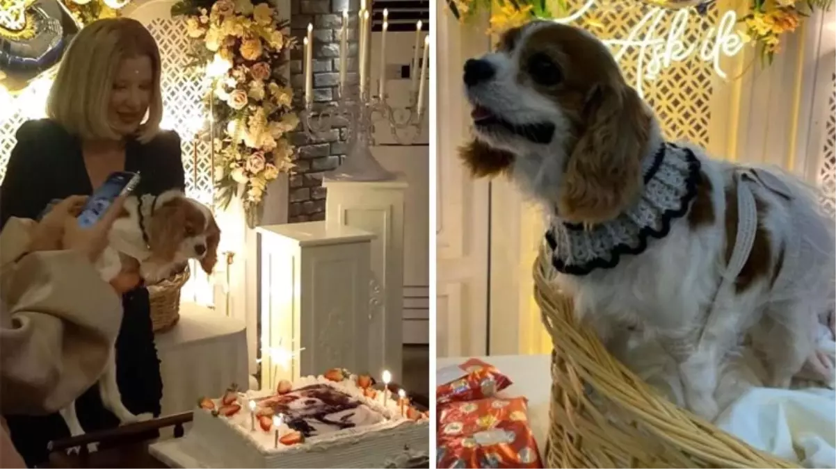 Köpeğinin yeni yaşını 150 kişinin katıldığı partiyle kutladı