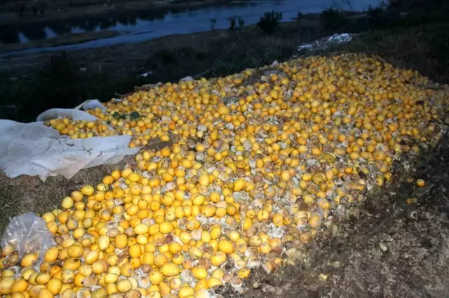 Tarlada 30 kuruş bile etmiyor! Tonlarca limon dere yatağına döküldü Tarlada 30 kuruş bile etmiyor! Tonlarca limon dere yatağına döküldü