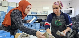 Pamuk Eller Üretiyor Kadın Girişimi Üretim ve İşletme Kooperatifi Resmi Olarak Kuruldu