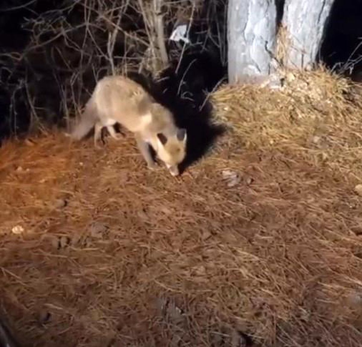 Bolu'da yiyecek arayan tilki köpek mamasıyla beslendi