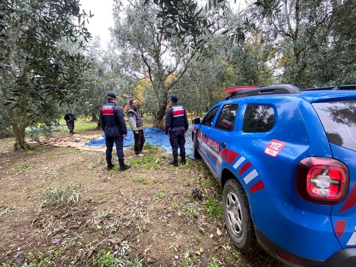 İznik'te Zeytin Hırsızlığına Karşı Jandarma Önlem Alıyor