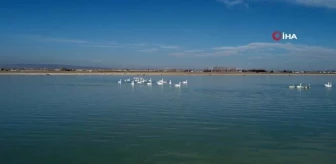 Arin Gölü'ndeki flamingolar yerini ötücü kuğulara bıraktı