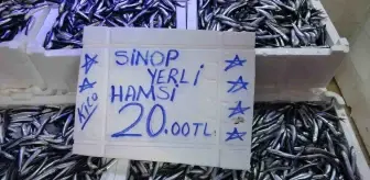 Sinop'ta Hamsi Bolluğu Yaşanıyor