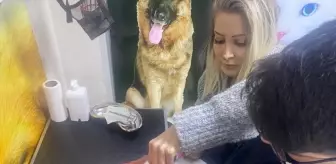 Diyarbakır'da Evcil Hayvanlara Aşı ve Çip Uygulama Odası Açıldı