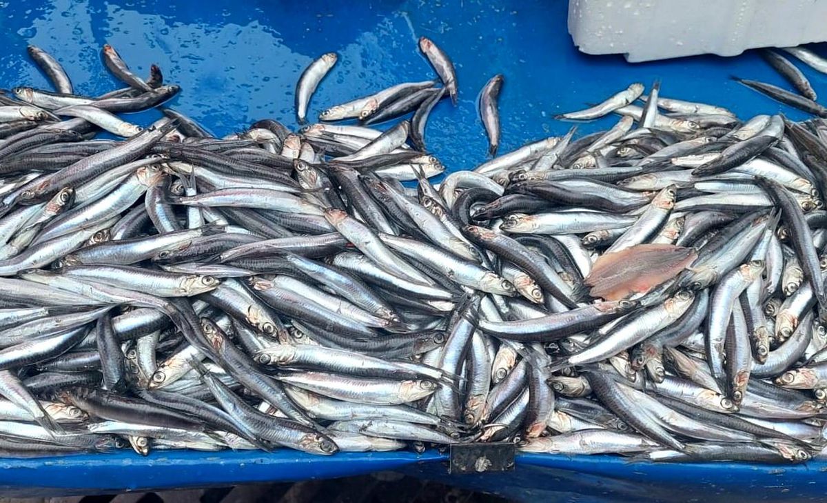 Tekirdağ'da Hamsi Fiyatları Fırtına Sebebiyle Yükseldi