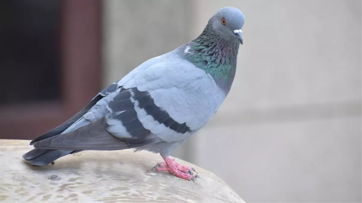 Hayvanseverleri mest eden karar! Güvercini kasten ezerek öldüren şoför tutuklandı