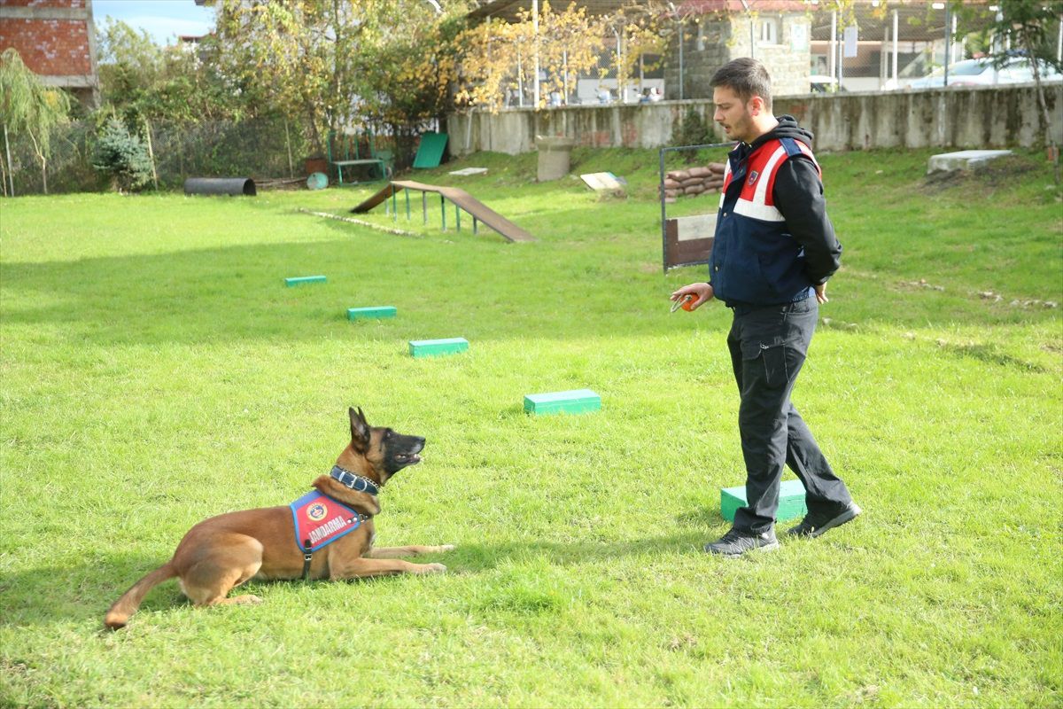 Ordu'da Jandarma Köpekleri Operasyonlarda Başarı Sağlıyor