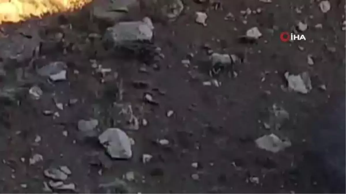 Yüksekova-Van kara yolunda sürü halinde dağ keçisi görüntülendi