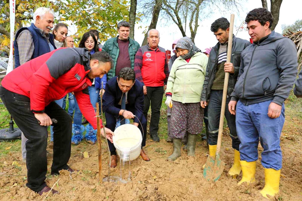 Muğla'da Tarım Arazilerinin Etkinleştirilmesi Projeleri kapsamında 7 bin fidan dağıtıldı