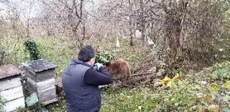 Bartın'da Bahçeye Dadanan Ayı Kurtarıldı