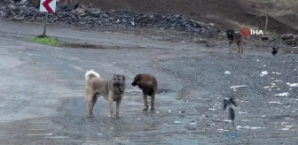 Beytüşşebap'taki sokak köpekleri yalnız bırakılmadı