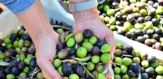 Denizli'de Zeytin Hasadı Gerçekleştirildi