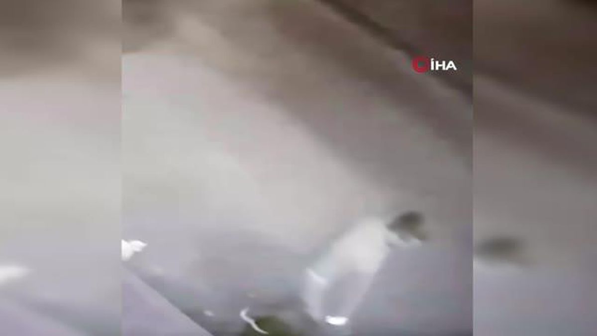 Duba hırsızı kamerada