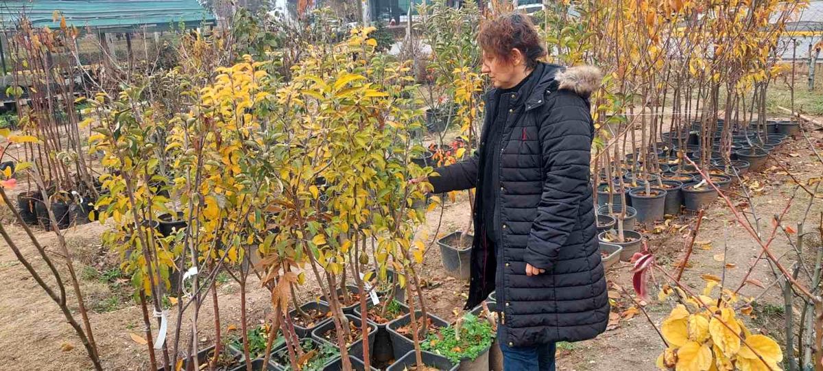 Eskişehir'de Bitki Pasaportu Sistemi Denetimi Devam Ediyor