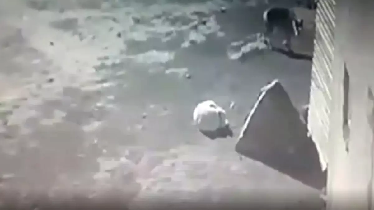 Kars'ta aç kalan kurt, köpeği sürükleyerek götürdü