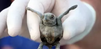Antalya'da Caretta Caretta Yavru Sayısı İki Kat Arttı